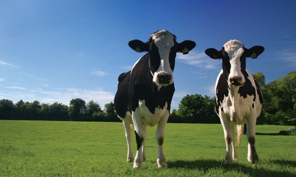 Two Holstein cows standing in grass field, behind them is a line of trees and hedges underneath a blue sky. Copyright AHDB. 